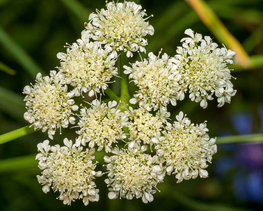 Oenanthe pimpinelloides / Finocchio acquatico comune